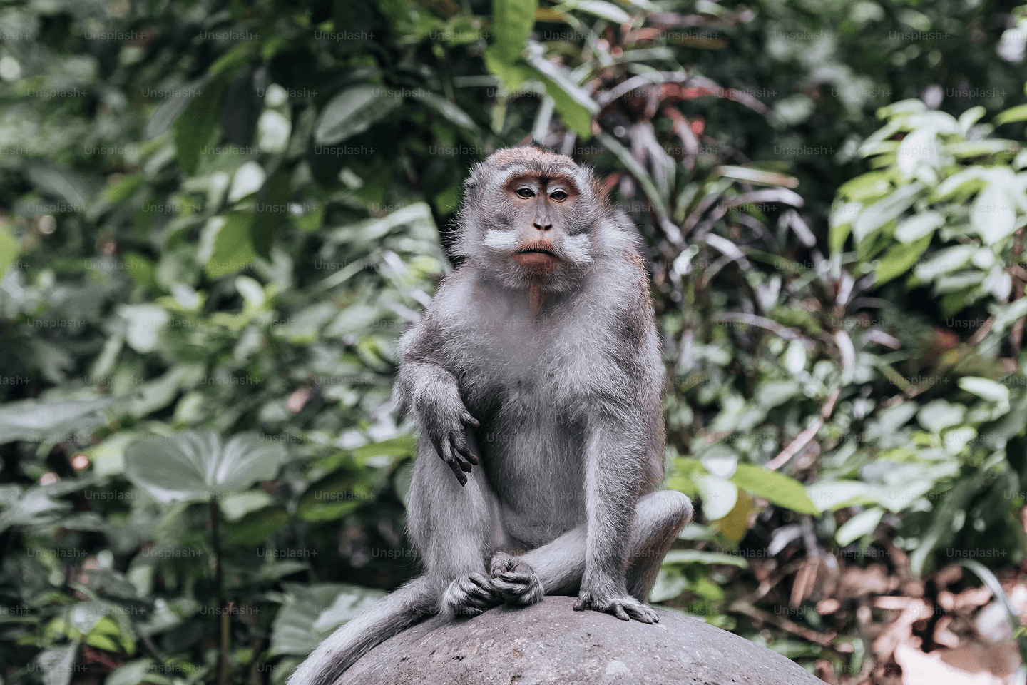 Dpl Monkey Tourist Attractions | Asia Pacific Association for Gynecologic ...